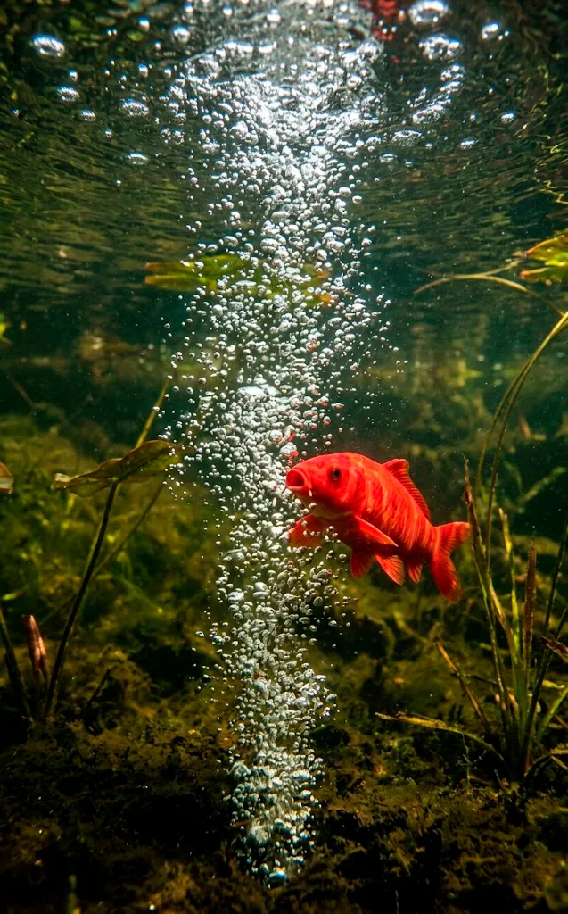 Aeration bubbles rising through pond water with a vibrant red koi fish swimming through.