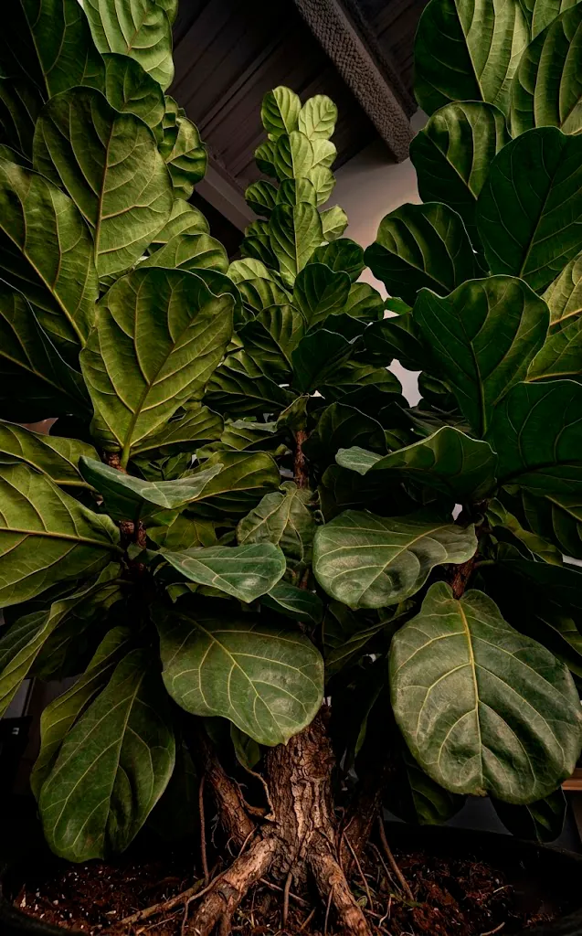 Looking up at the towering vertical leaves of a columnar Fiddle Leaf Fig plant.