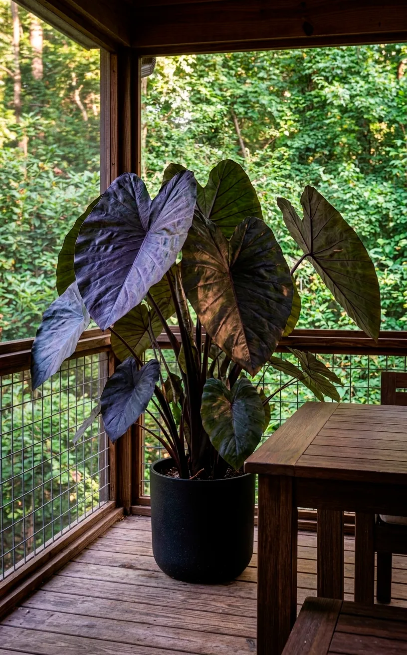 Massive Elephant Ear plant on a screened-in porch.